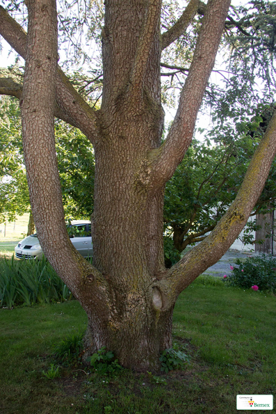 228IMG_5529